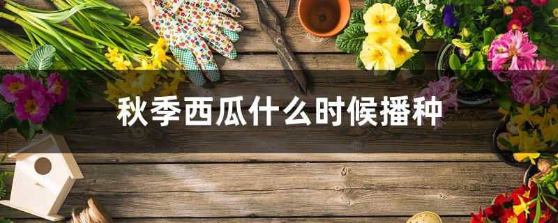 秋季西瓜什么时候播种 秋季西瓜什么时候播种