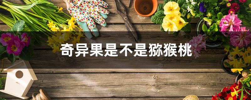 奇异果是不是猕猴桃 奇异果是不是猕猴桃