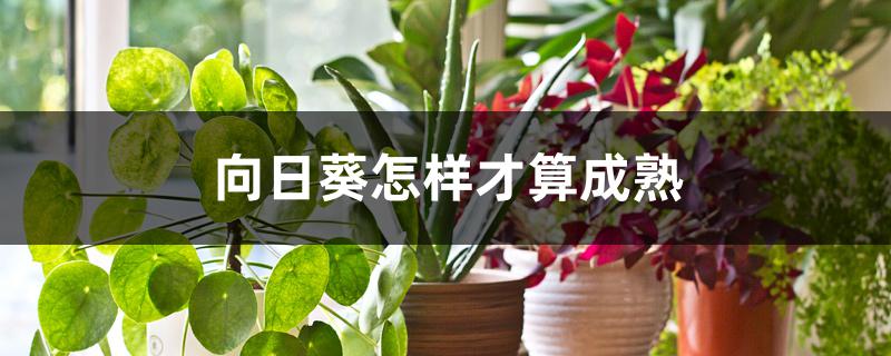 向日葵怎样才算成熟 向日葵怎样才算成熟