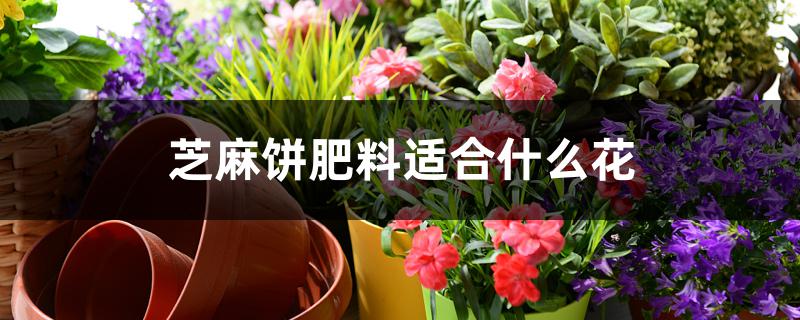 芝麻饼肥料适合什么花 芝麻饼肥料适合什么花