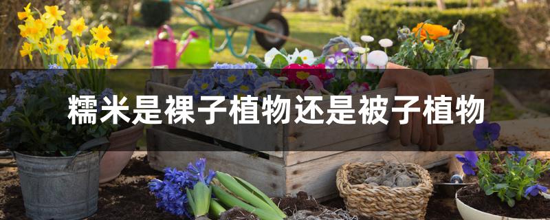 糯米是裸子植物还是被子植物 糯米是裸子植物还是被子植物