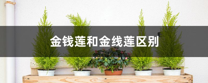 金钱莲和金线莲区别 金钱莲和金线莲区别