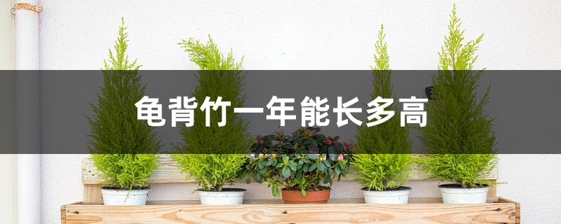 龟背竹一年能长多高 龟背竹一年能长多高