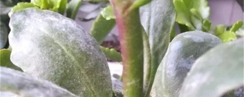 小苏打对植物的害处 小苏打对植物的害处