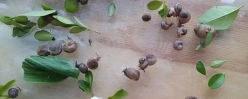 消灭菜地蜗牛土办法 消灭菜地蜗牛土办法