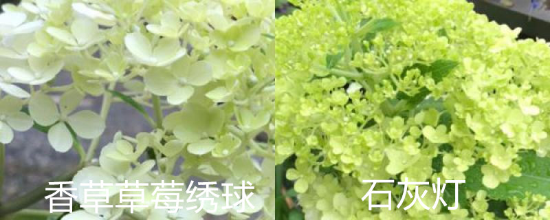香草草莓绣球与石灰灯区别 香草草莓绣球与石灰灯区别
