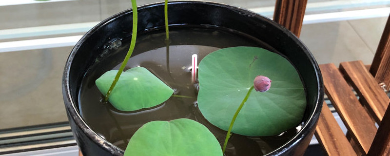 碗莲的茎出水就蔫了 碗莲的茎出水就蔫了