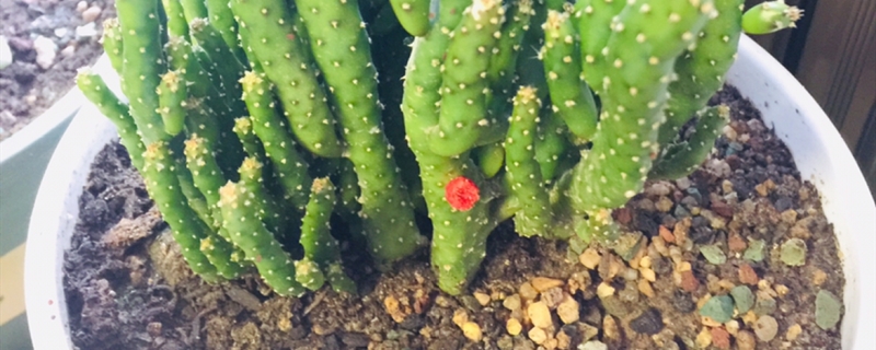 招财手花的养殖方法和注意事项 招财手花的养殖方法和注意事项