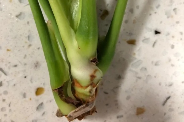 这花喜欢纯水养,根长成人参,养10年都行! 这花喜欢纯水养,根长成人参,养10年都行!