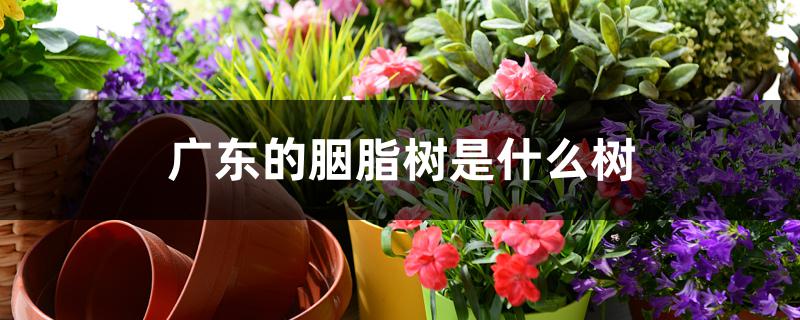 广东的胭脂树是什么树 广东的胭脂树是什么树