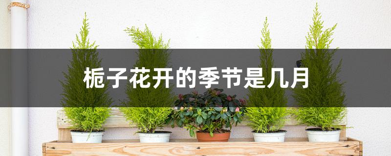 栀子花开的季节是几月 栀子花开的季节是几月