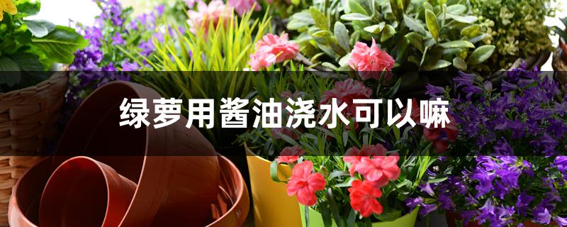 绿萝用酱油浇水可以嘛 绿萝用酱油浇水可以嘛