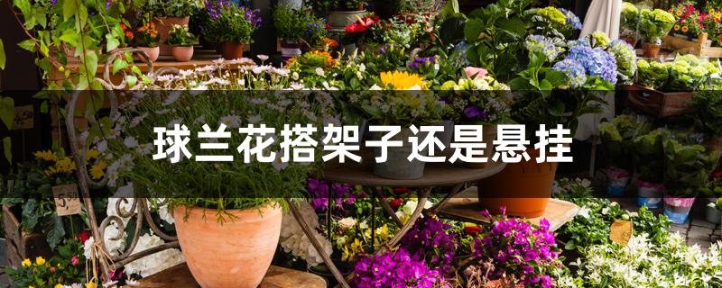 球兰花搭架子还是悬挂 球兰花搭架子还是悬挂