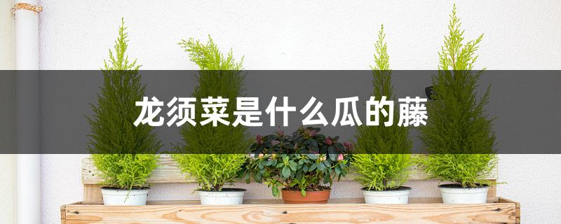 龙须菜是什么瓜的藤 龙须菜是什么瓜的藤