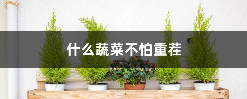 什么蔬菜不怕重茬 什么蔬菜不怕重茬