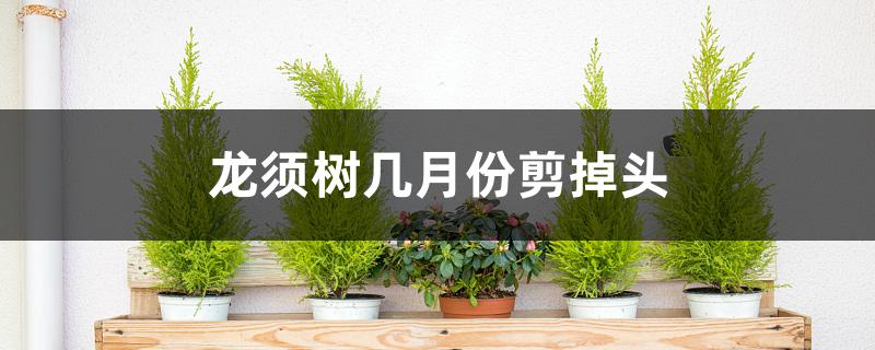 龙须树几月份剪掉头 龙须树几月份剪掉头