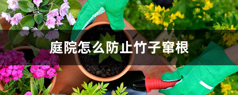 庭院怎么防止竹子窜根 庭院怎么防止竹子窜根