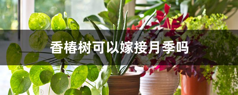香椿树可以嫁接月季吗 香椿树可以嫁接月季吗