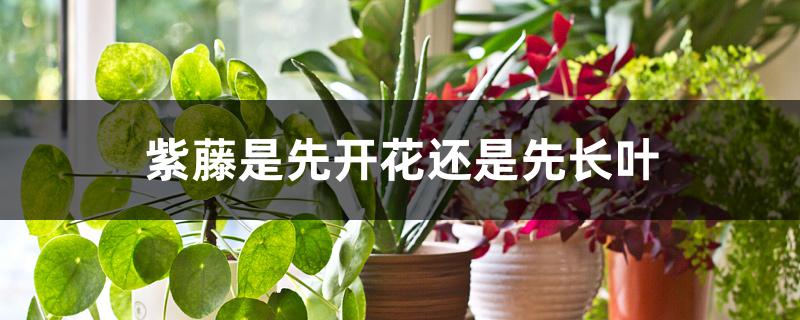 紫藤是先开花还是先长叶 紫藤是先开花还是先长叶