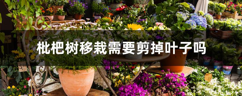 枇杷树移栽需要剪掉叶子吗 枇杷树移栽需要剪掉叶子吗