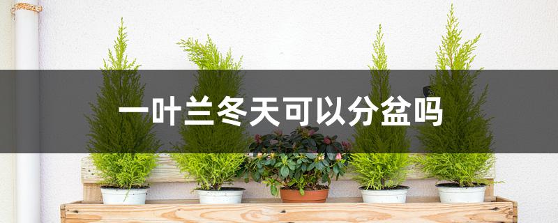 一叶兰冬天可以分盆吗 一叶兰冬天可以分盆吗