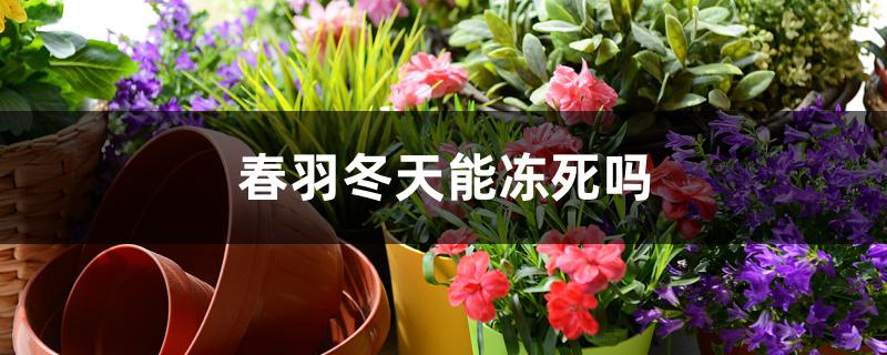 春羽冬天能冻死吗 春羽冬天能冻死吗