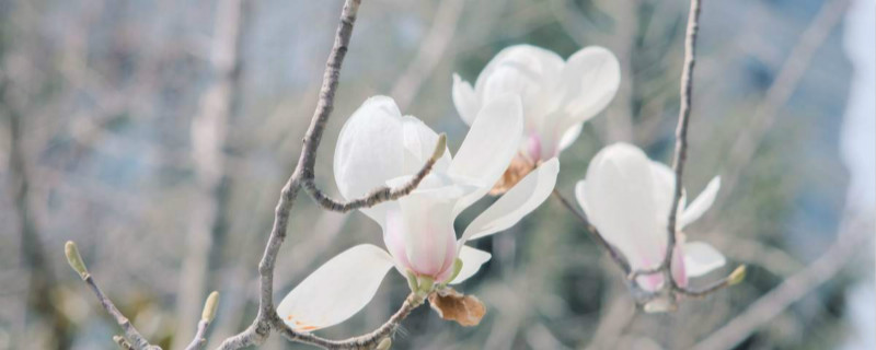 白玉兰花的寓意是什么 白玉兰花的寓意是什么