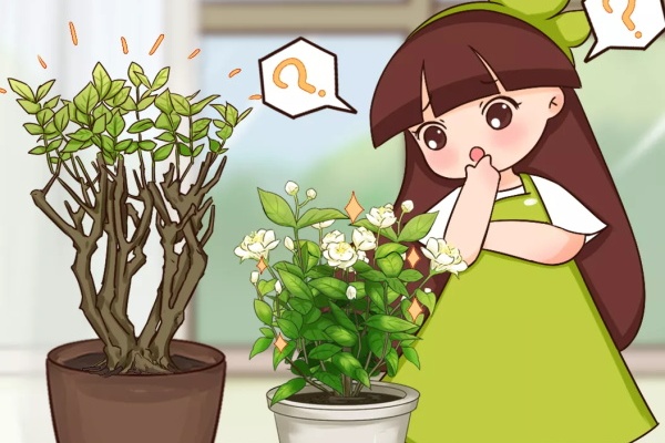8种花,养小不养老,谁买老桩谁上当! 8种花,养小不养老,谁买老桩谁上当!