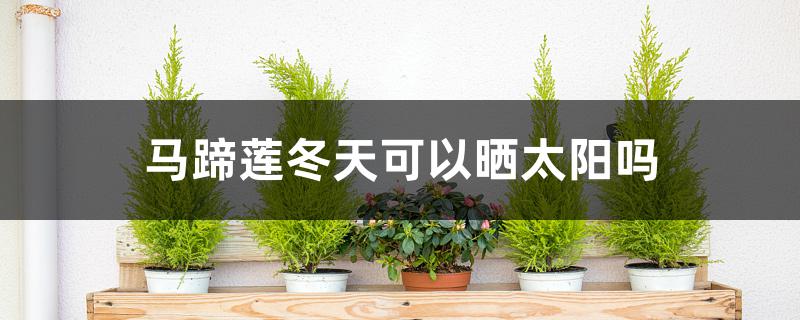 马蹄莲冬天可以晒太阳吗