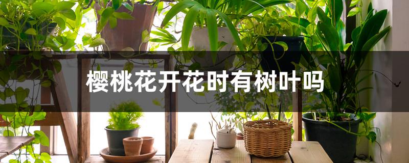 樱桃花开花时有树叶吗 樱桃花开花时有树叶吗