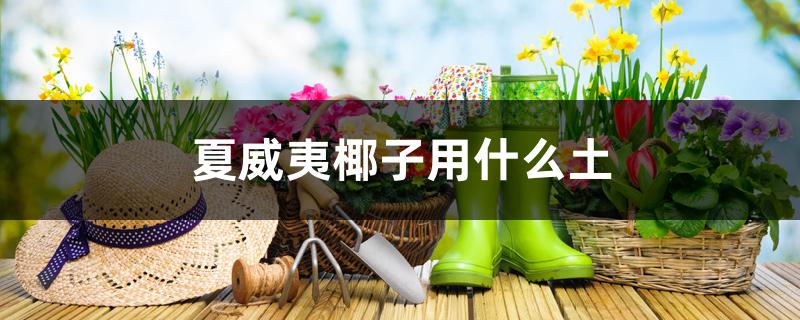 夏威夷椰子用什么土 夏威夷椰子用什么土