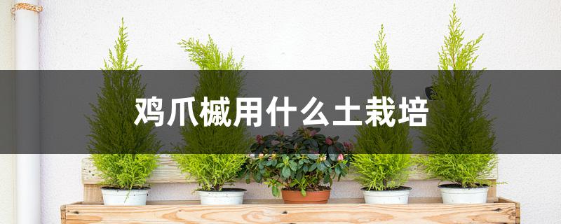 鸡爪槭用什么土栽培 鸡爪槭用什么土栽培