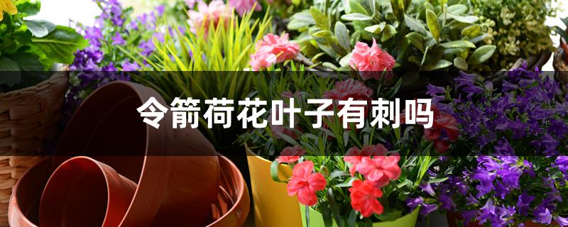 令箭荷花叶子有刺吗 令箭荷花叶子有刺吗