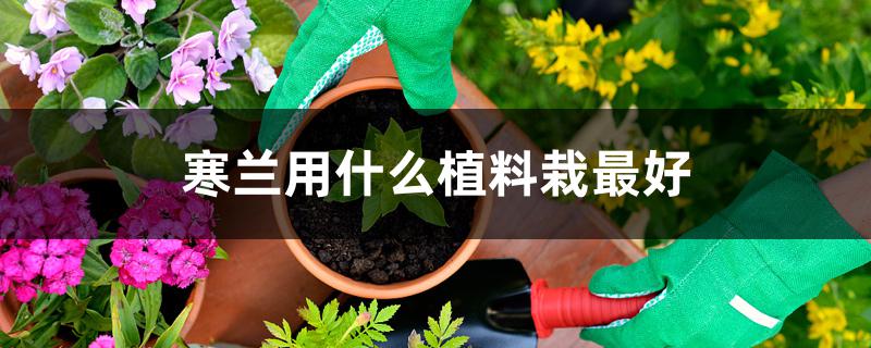寒兰用什么植料栽最好 寒兰用什么植料栽最好