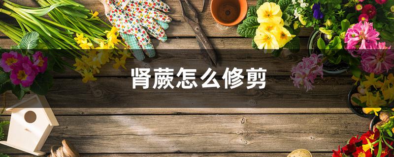 肾蕨怎么修剪 肾蕨怎么修剪