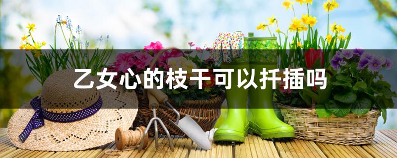 乙女心的枝干可以扦插吗 乙女心的枝干可以扦插吗