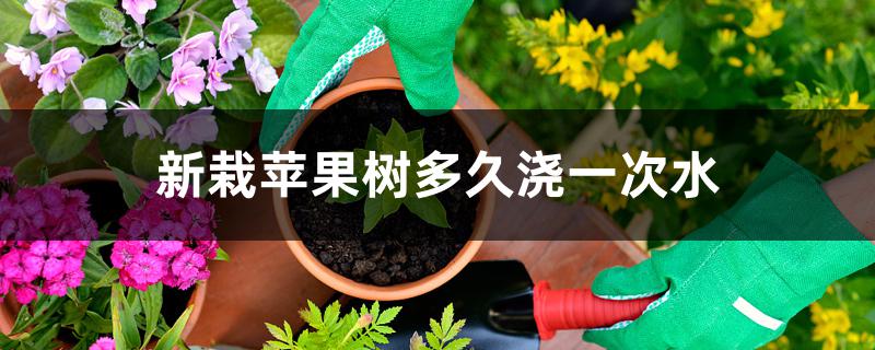 新栽苹果树多久浇一次水 新栽苹果树多久浇一次水