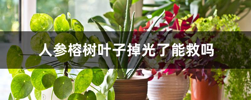 人参榕树叶子掉光了能救吗 人参榕树叶子掉光了能救吗