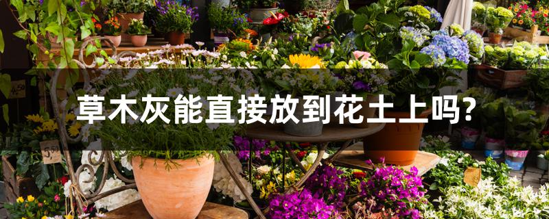 草木灰能直接放到花土上吗? 草木灰能直接放到花土上吗?