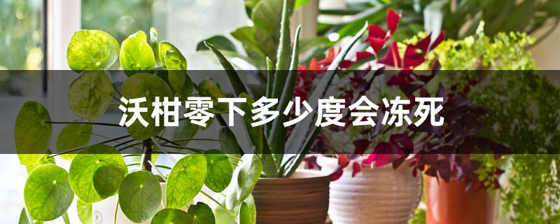 沃柑零下多少度会冻死 沃柑零下多少度会冻死