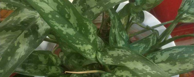 花叶万年青的叶子往下耷拉怎么办 花叶万年青的叶子往下耷拉怎么办