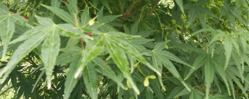 鸡爪槭的叶子枯萎怎么办 鸡爪槭的叶子枯萎怎么办