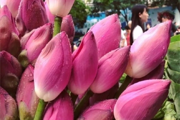 这花全身是宝,叶子蒸鸡格外香,花还能这么吃! 这花全身是宝,叶子蒸鸡格外香,花还能这么吃!