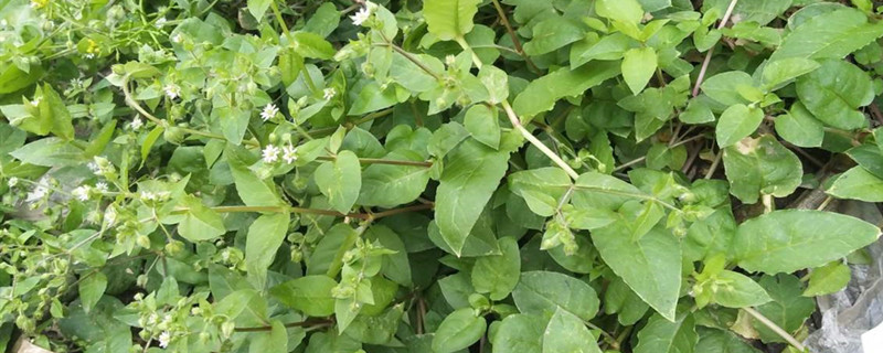 繁缕是什么植物 繁缕是什么植物