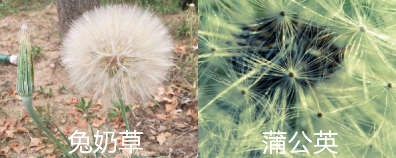 兔奶草和蒲公英区别 兔奶草和蒲公英区别