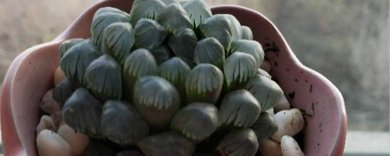 玉露花剑怎么处理 玉露花剑怎么处理