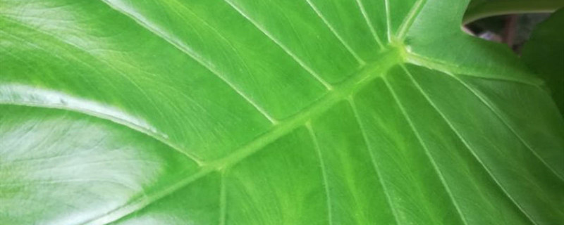 霸王芋根茎怎么生根 霸王芋根茎怎么生根