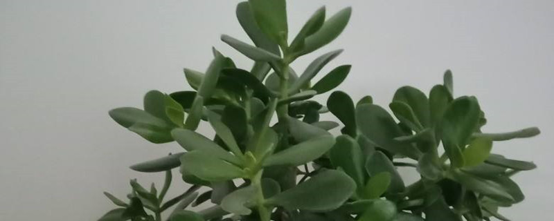 玉树换土步骤 玉树换土步骤
