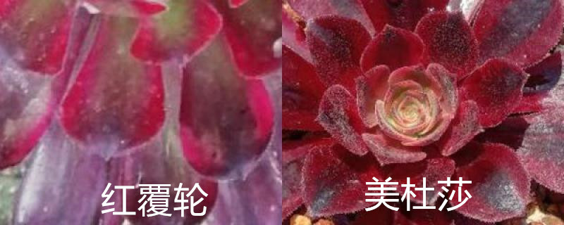 多肉红覆轮和美杜莎的区别