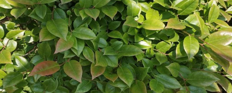 乌饭下山桩怎样种植 乌饭下山桩怎样种植
